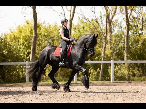 Stal Okkema's Willem - Pier x Krist - Gelding - 2015 - 1.72m