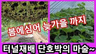 단호박 터널 재배의 마술~ 늦가을까지 미친듯이 따는 방법~미니단호박 보우짱,밤호박 단호박 재배방법,키우기,단…