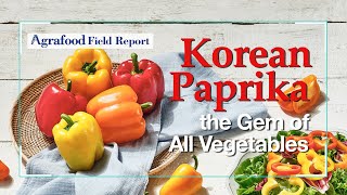 [Agrafood Field Report EP.04] Korean Paprika, the Gem of all Vegetables