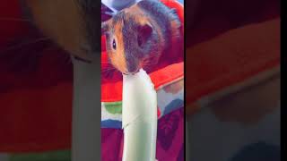 Guinea Pig Rodents Videos