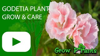 Godetia - grow & care (Clarkia amoena)
