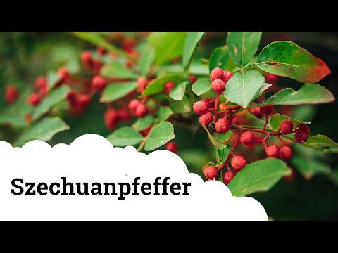 Szechuan pepper | One of my most extraordinary woods and spices! 🌱