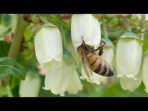 borówka amerykańska# Komunikat Jagodowy #49  z dnia 6.06.2021 Paweł Kazana