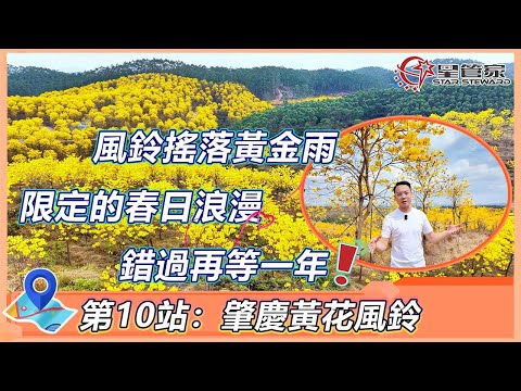 肇慶高要黃花風鈴生態景區｜100個景點第10站！欣賞一年隻開一次的黃花風鈴美景｜門票僅需30元起，為你帶來一片金燦燦的花海