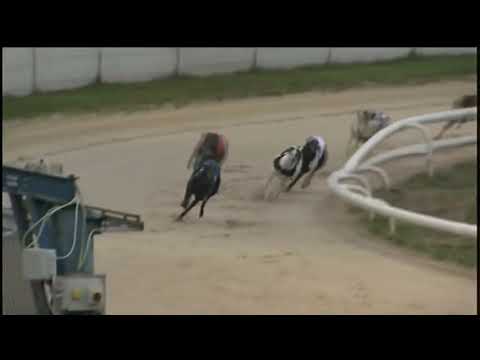 BGBF British Bred Northern Plate Heat 1 - King Turbo