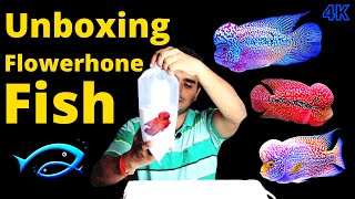 Unboxing imported Flowerhone Fish||KML Flowerhone Kamfa Flowerhone SRD Flowerhone Which Fish in Box
