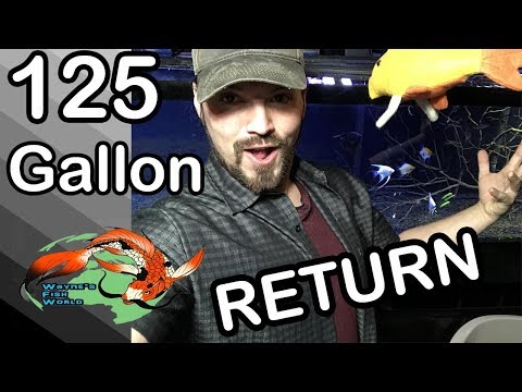 Return of the 125 Gallon Planted tank WHAT THE FUTURE HOLDS