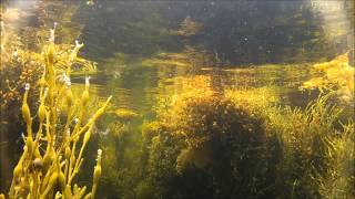 Freediving in Russia - Солове́цкие острова́ - Snorkeling in the tropical Solovetsky Islands