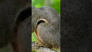 Download lagu suara pemikat tupai mp3 Download lagu suara pemikat tupai mp3