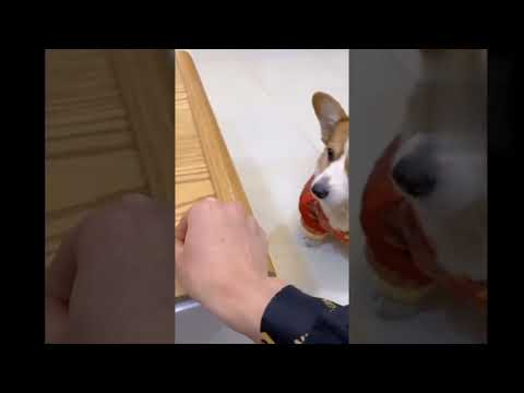 funny dog video #hafiz parrot care #shorts