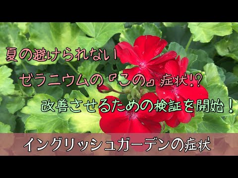 ゼラニウムに最も効果的な天然肥料は何ですか?  庭園