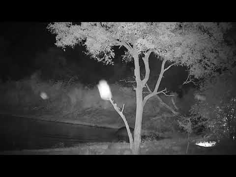 Djuma: Hippo leaving and going down Twin Dams Road - 02:41 - 11/16/21