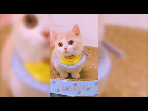 Baby Cats - Cute and Funny Kittens Compilation Video 2021