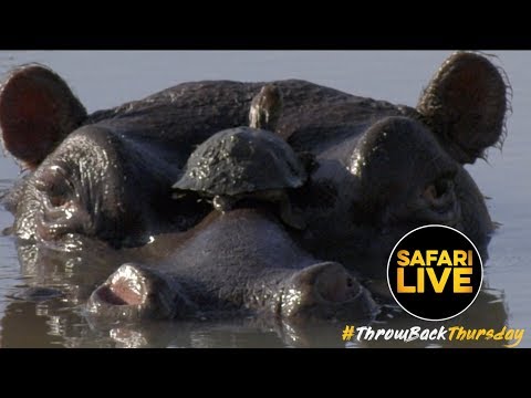 #ThrowbackThursday: Terrapin on a Hippo's Head