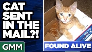 8 Weirdest Things Sent By Mail