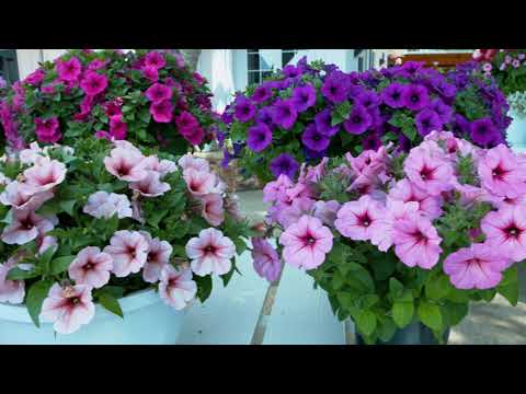 2020 CAST by Dümmen Orange