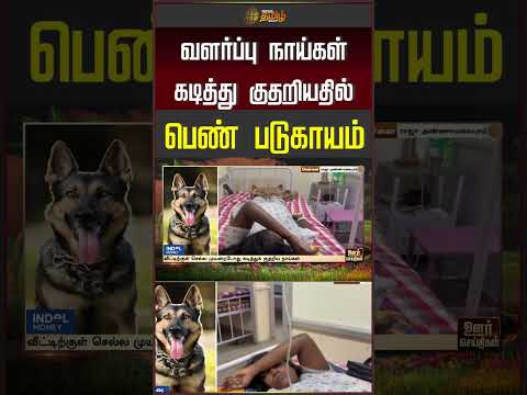 வளர்ப்பு நாய்கள் கடித்து குதறியதில் பெண் படுகாயம்... | Chennai | Dog Byte