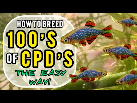 How To #Breed Celestial Pearl Danios | Complete Step by Step Guide #CPD