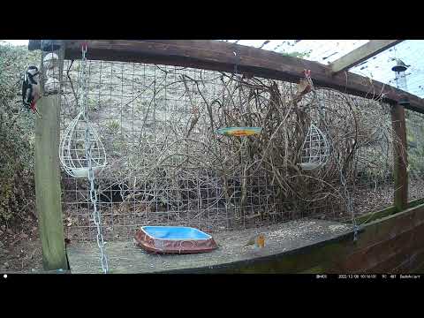 Dads Aviary: 33-102 - Woodpecker spots weakness in fatball setup