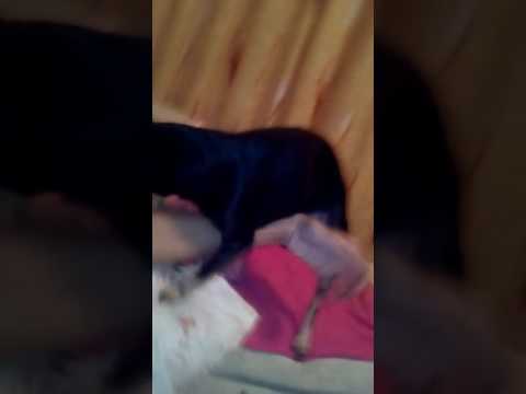 'ПАНИН и ЕГО ПОДРУГА' 18+