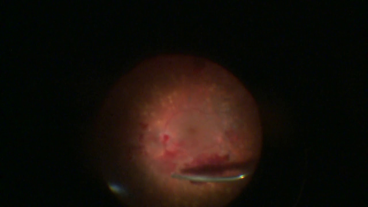 Betsabé Urías Planella-9