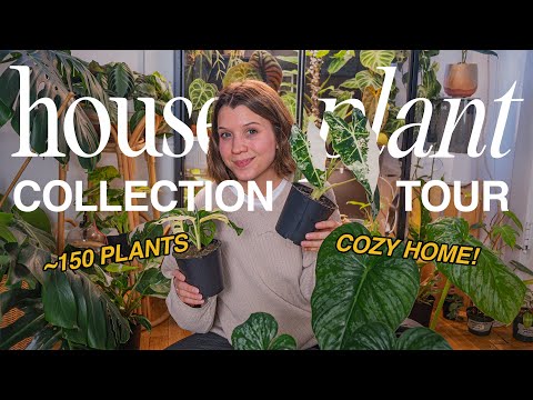 HOUSEPLANT TOUR!! 🪴 my collection of ~150 plants | fall 2023