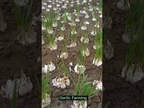 , title : 'This Garlic Farming Techniques Harvest Garlic Leaves #satisfying #short'