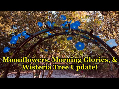 Growing Moonflowers & Morning Glories from Seed AND Wisteria Tree Update + Bonus Planter Idea!