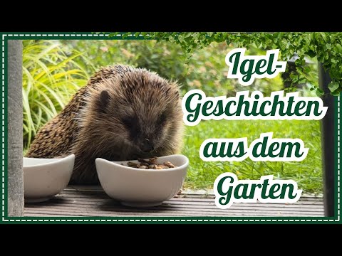 Igel-Alltag hautnah: Einäugige Heldin erobert unseren Garten - Folge 1- 🦔#gartenvielfalt
