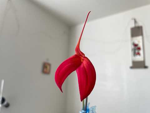 Masdevallia Falcon Sunrise 'Scarlet' - San Francisco February 8 2026