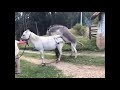 Little Donkey Trying To Mate With Big Horse
