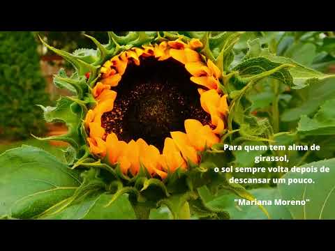Vídeo: Frases Girassol: perguntas e respostas