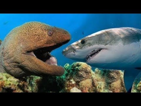 القرش ضد ثعبان البحر" قتال لا ينسى..!