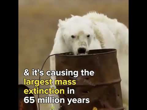 Astralia Fire || 480 Million Animal effected