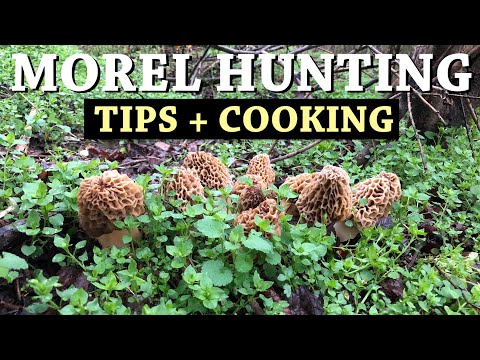 PICKING and COOKING MOREL MUSHROOMS + How to Find Morels