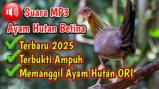 Download lagu Suara Ayam Hutan Betina Terbaru 2025 Terbukti Ampuh Memanggil Ayam Hutan Merah Sumatera Original mp3
