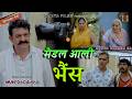 मैडल आली भैंस Episode 438 Kunba Dharme Ka KDK