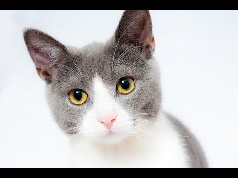 Common Health Problems Of Cats