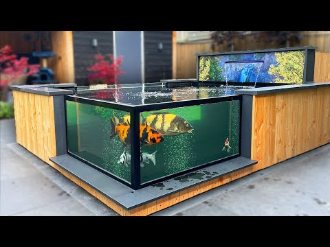 Beautiful Koi Pond With Window! (Tour)