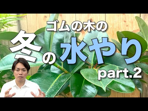 冬の終わりに、いつ、どのように庭の植物に水をやり始めますか？  庭園