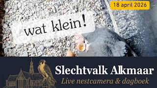 Een glimp van de jongste aanwinst