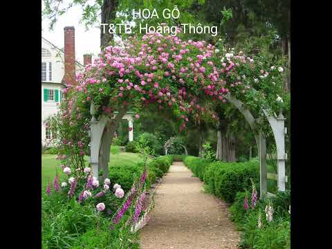 Hoa gỗ - Hoàng Thông