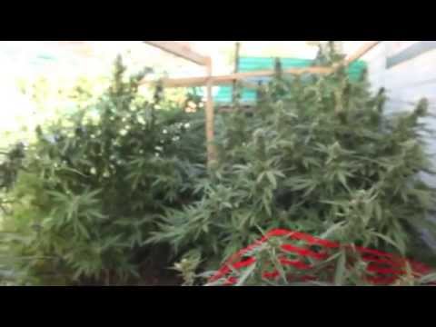 FUCKERY-THE REAL POLO CLUB