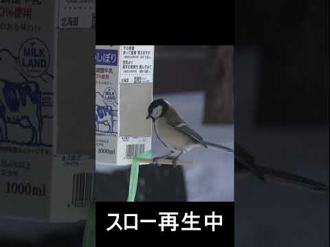 冬にシジュウカラはどこにいますか？渡り鳥なのでしょうか？  庭園
