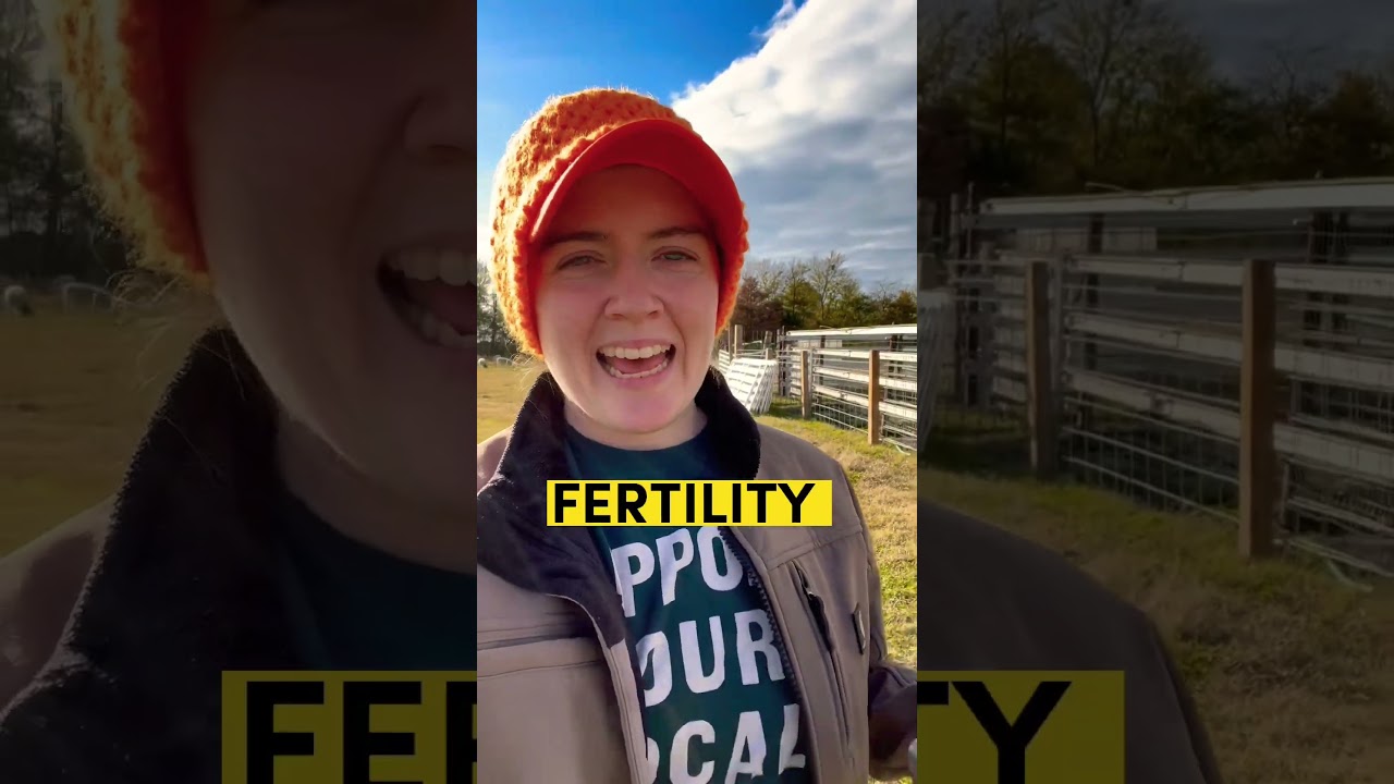 WHAT PASTURE GRASSES TO PLANT FOR SHEEP? | Sheep Farming for Beginners Dorpers