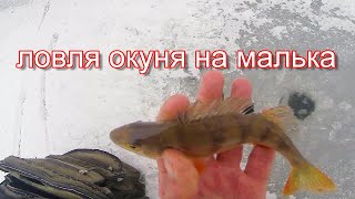 Ловля окуня зимой на малька