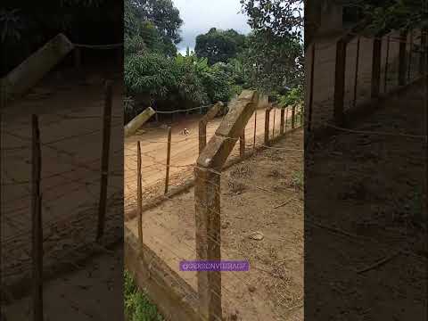 Um bairro em Guaraciaba do Norte Ceará #gersinhopapagaio #comedia #baiano #humor