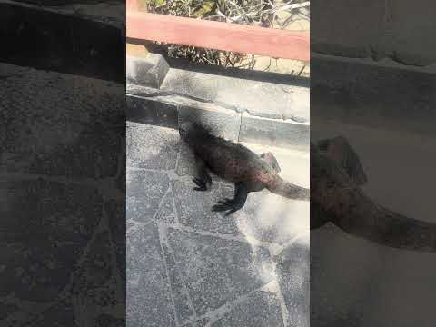 Iguana Isabela Island, Galapagos