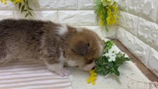 コーギーの動画01