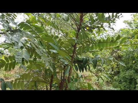 Tongkat Ali trees grow in nature